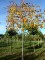 TILIA x europaea 'Euchlora' palissé tige 5 ét