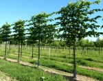 TILIA x europaea 'Euchlora' palissé tige 5 ét