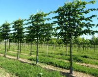 TILIA x europaea 'Euchlora' palissé tige 5 ét