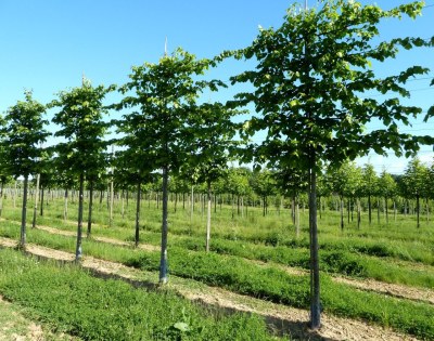 TILIA x europaea 'Euchlora' palissé tige 5 ét