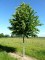 TILIA x europaea 'Pallida'