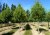 TILIA x europaea 'Pallida'