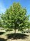 TILIA x europaea 'Pallida'