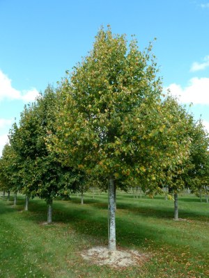 TILIA x europaea 'Pallida'