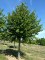 TILIA x europaea 'Pallida'