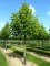 TILIA x europaea 'Pallida'