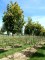 TILIA henryana