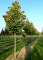 TILIA henryana