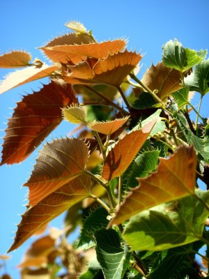 TILIA henryana
