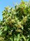 TILIA henryana