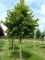 TILIA henryana