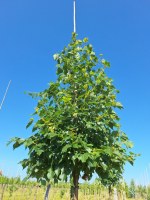 TILIA cordata 'Winter Orange'