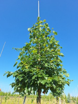 TILIA cordata 'Winter Orange'