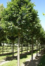 TILIA cordata 'Greenspire'