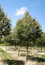 TILIA cordata 'Roelvo'