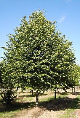 TILIA cordata