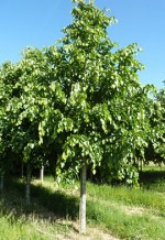 TILIA x europaea 'Euchlora'