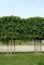 TILIA x europaea 'Euchlora'