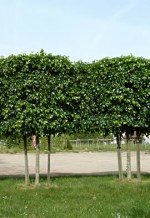 TILIA x europaea 'Euchlora' palissé tige 5 ét