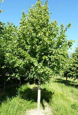 TILIA x europaea 'Pallida'