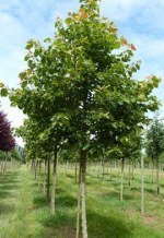 TILIA Henryana