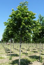 TILIA platyphyllos 'Rubra'