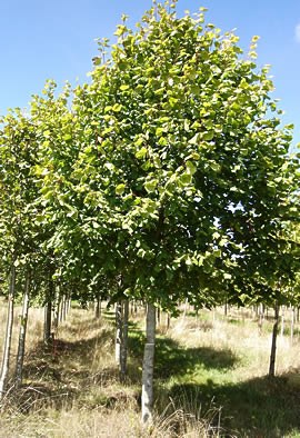 TILIA platyphyllos