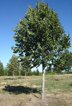 TILIA tomentosa