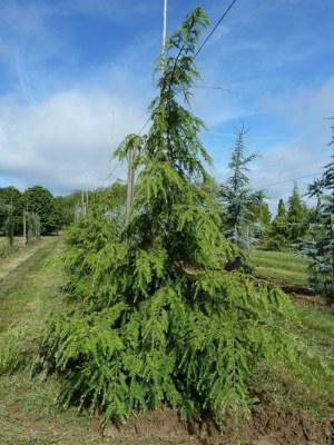 TSUGA canadensis