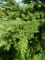 TSUGA canadensis