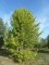 ACER saccharinum (dasycarpum)