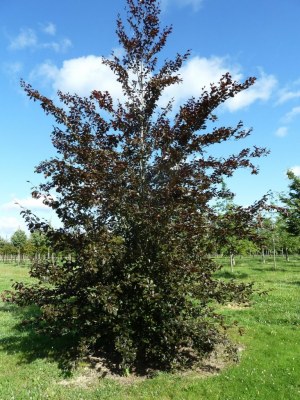 FAGUS sylvatica 'Purpurea'