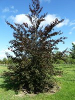 FAGUS sylvatica 'Purpurea'