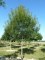 FRAXINUS angustifolia 'Raywood'
