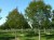 FRAXINUS angustifolia 'Raywood'
