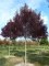 FRAXINUS angustifolia 'Raywood'