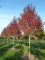 FRAXINUS angustifolia 'Raywood'