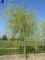 Salix alba 'Tristis' = sepulcralis 'Chrysocom
