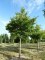 ZELKOVA serrata 'Flekova' Green Vase