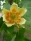 LIRIODENDRON tulipifera