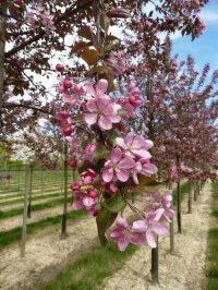 Pommier à fleurs 'Neville Copeman'