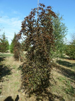 FAGUS sylvatica 'Purpurea Pendula'