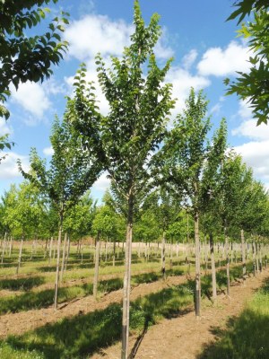 ULMUS minor 'Vada' ('Wanoux')