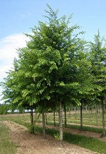 ULMUS resista ® 'Sapporo Autumn Gold'