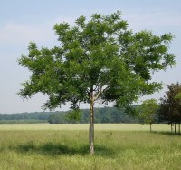 Sophora du Japon