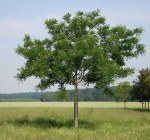 SOPHORA japonica