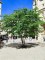 ZELKOVA serrata