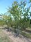 ZELKOVA serrata