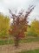 ZELKOVA serrata