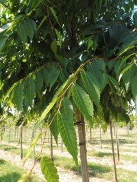 ZELKOVA du Japon 'Urban Ruby'